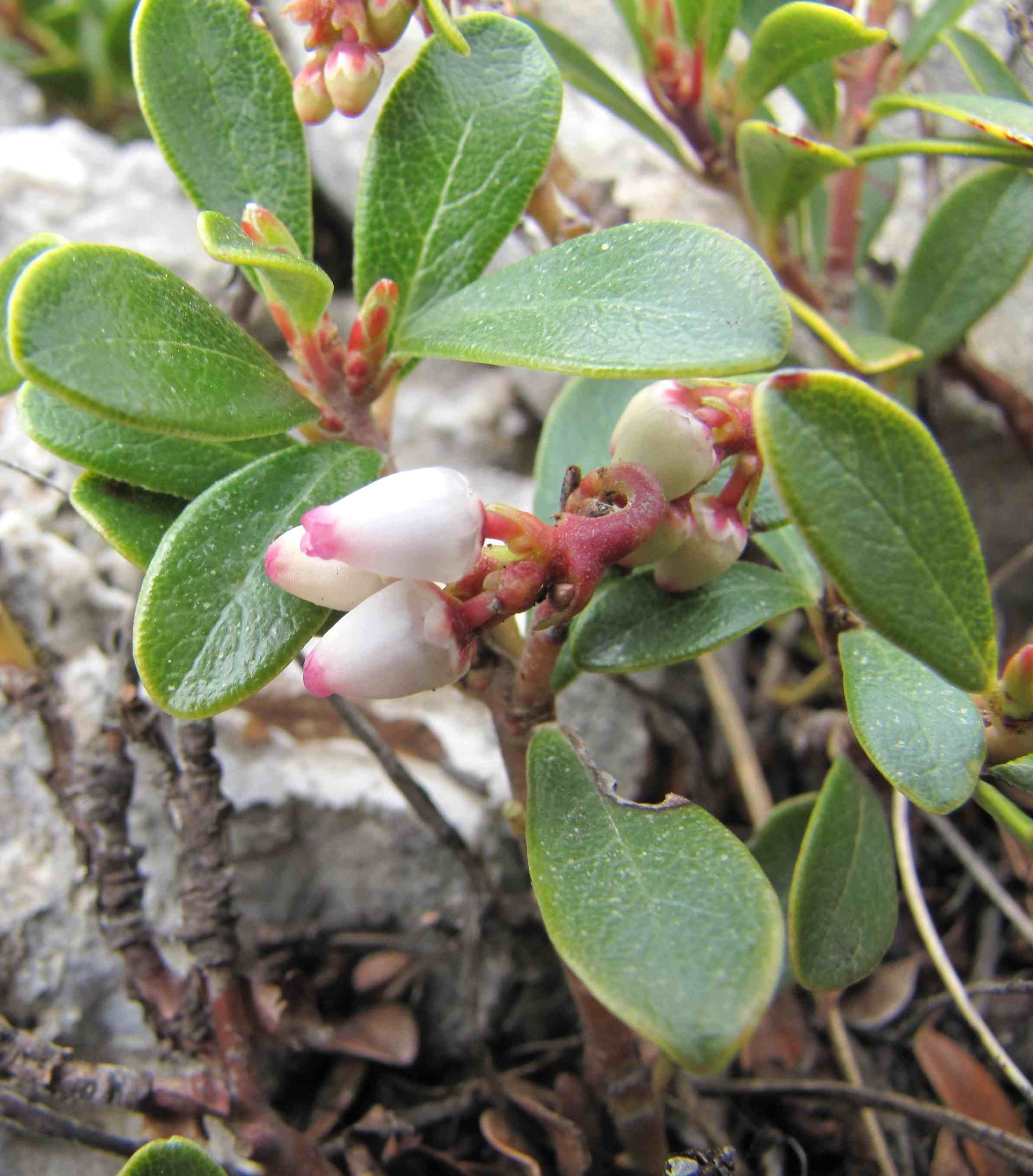 Arctostaphylos uva-ursi / Uva ursina